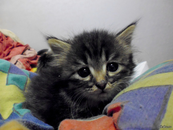 ���������� � ���������)