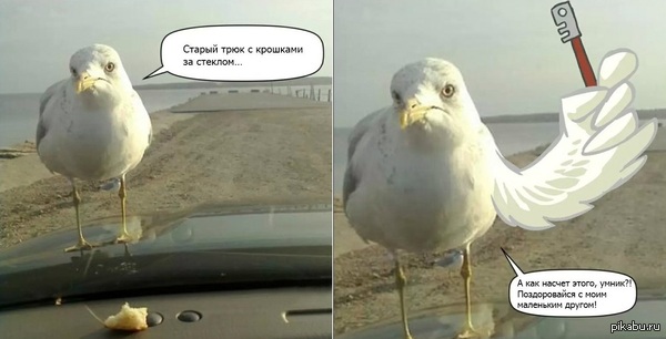 Старый трюк с крошками