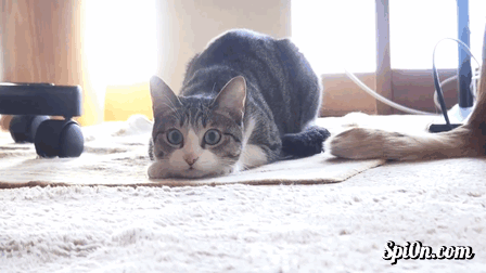 кот жкх. почему кошка чешет уши и трясет головой. котенок дрожит. котенок прячется.