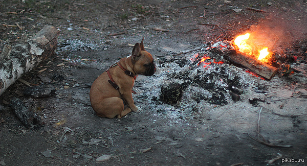 ������ ������� ����������� �������� �����