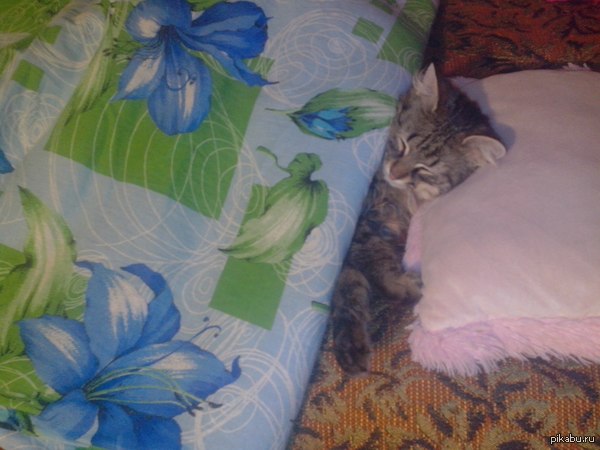 �����������, ���� ��������� ����))))