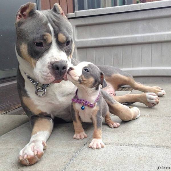 Питбуль-мама с питбуллёнком :)