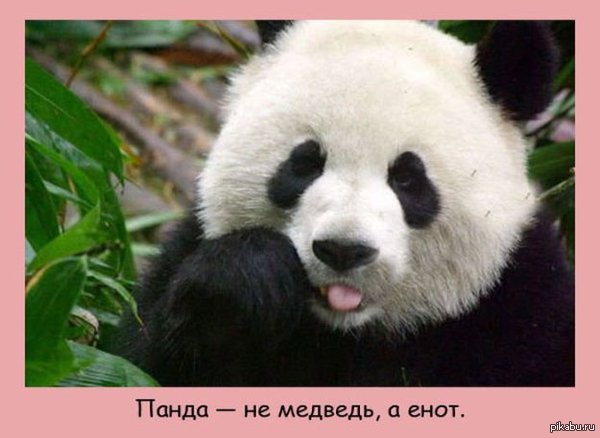 Панда - это ЕНОТ!!! Это просто взрывает мне мозг!!!)))