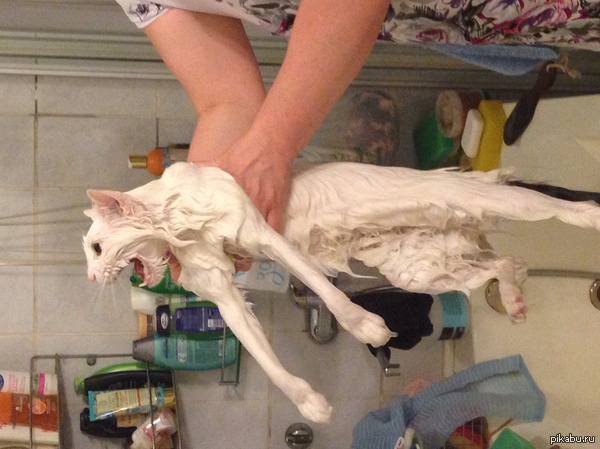 Мокрая кисонька