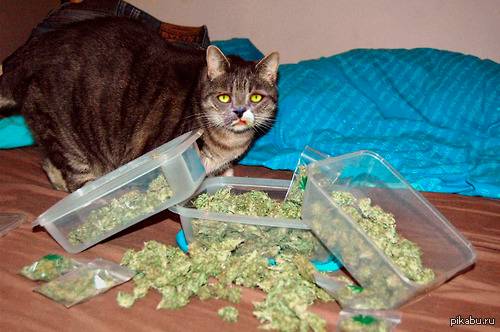 Курящая Кошка