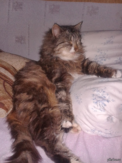 ����, ��� ����