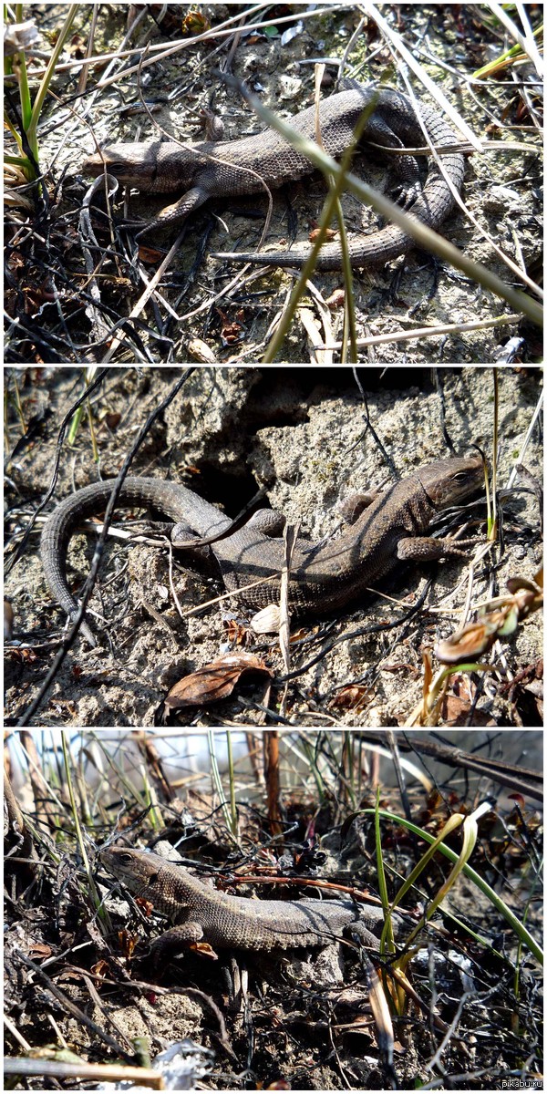 ��������� ��������