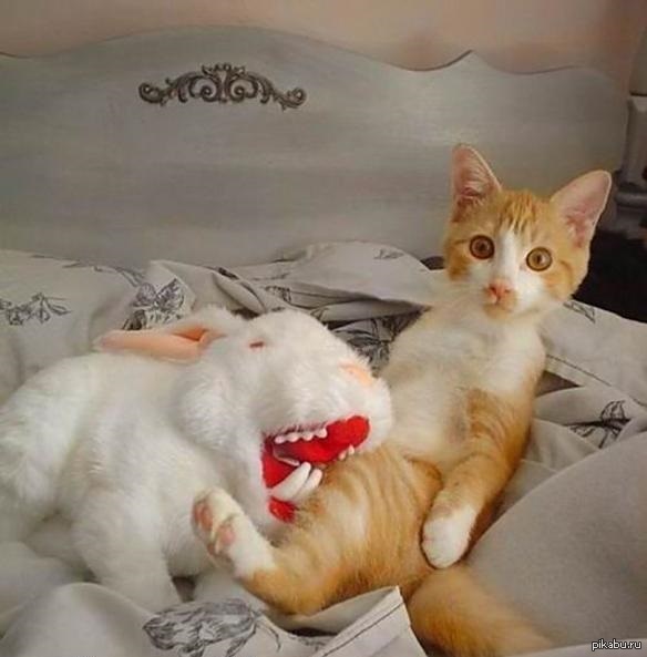 Котэ в опасносте