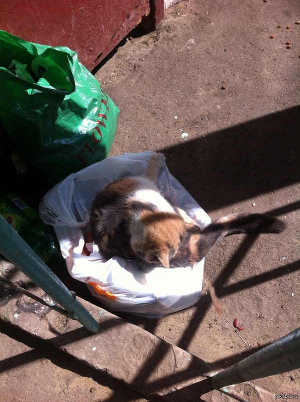 Кошачья логика