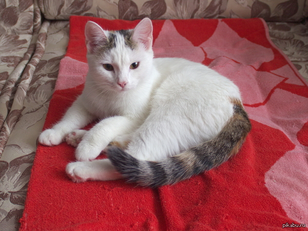 ����������� ���������