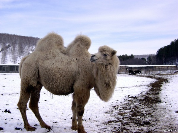 Деревня Кульметьево, вот такого красавчика обнаружила, а то все котики да котики:)