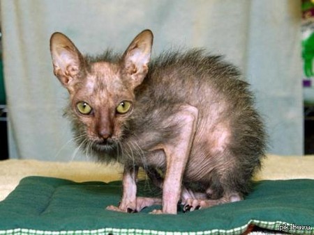 �������� ����� ��������.