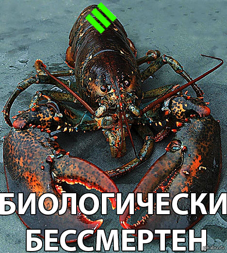 World of lobsters
