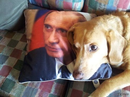 Просто собака.