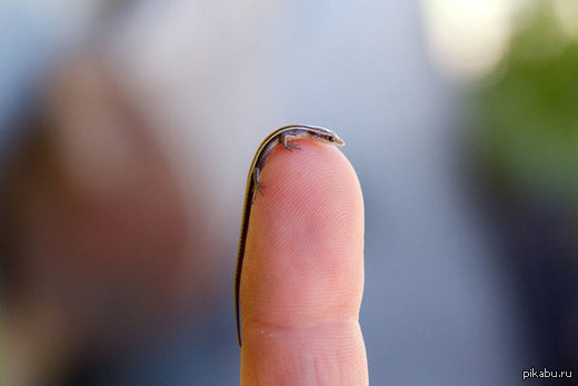 Ящерица | Пикабу