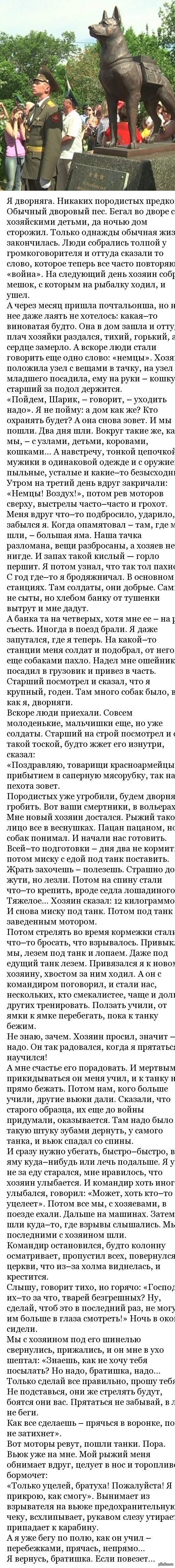 Просто рассказ противотанковой собаки