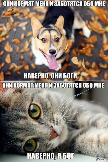 радость природа. заботящийся мир. заботящийся мир. мой мир заботится обо мне картинки. мой мир заботится обо мне.