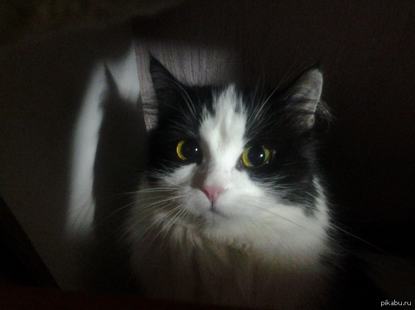 ��� ������� �����