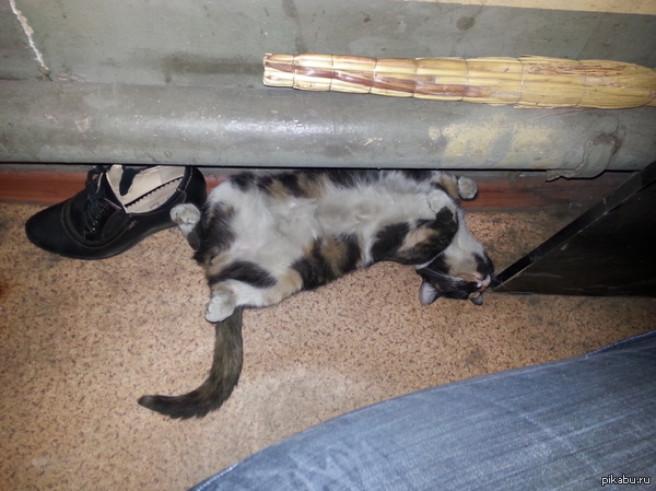 Моя дурка. Живет у меня на работе. Ест все, спит везде.