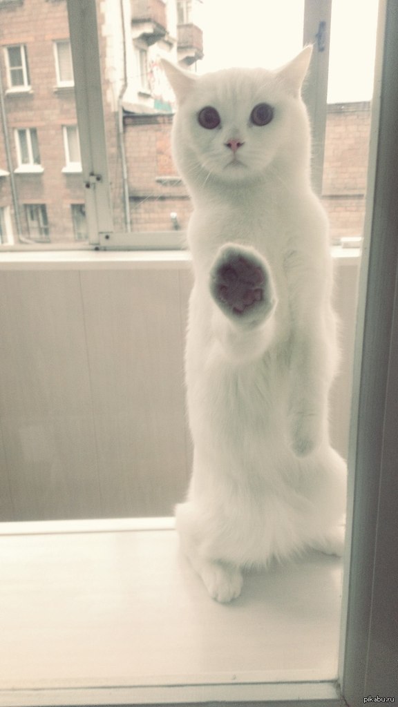 ��������� ��������