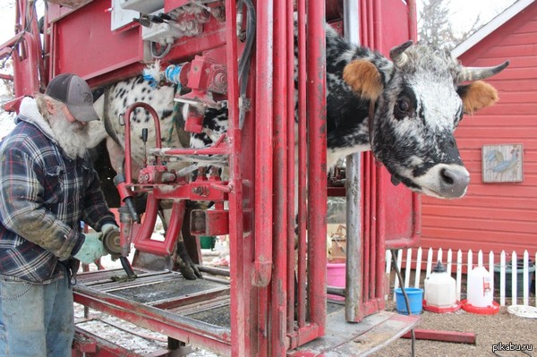 Cow Pedicure Machine - Cow pedicure, Hooves, What they just don't come up with