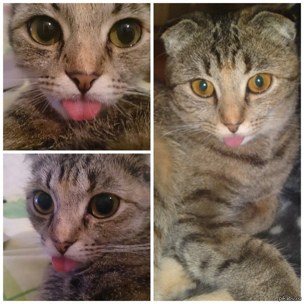 Наша балбеска :)