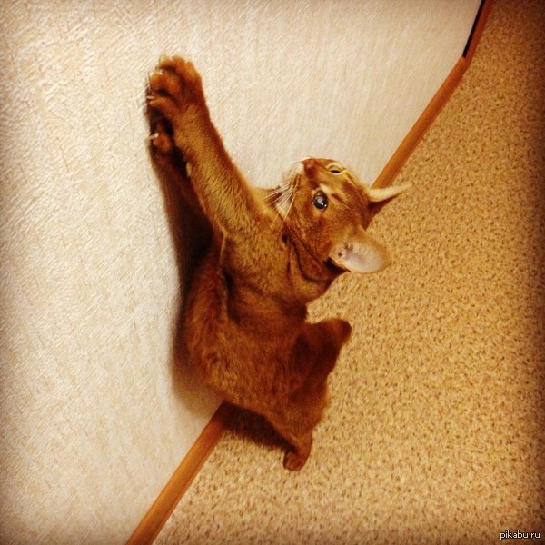 Моя абиссинка