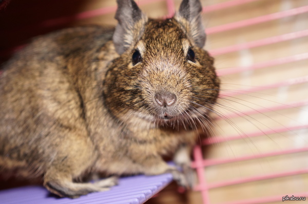 ���� �� ����, � � ���� ���? "����"))) �.�. �����)