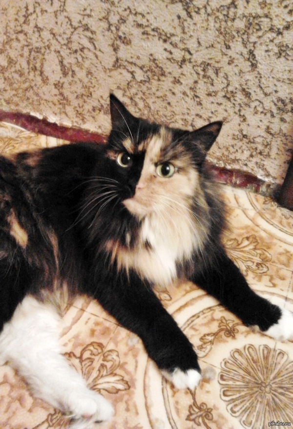 Пикабу, зацените!