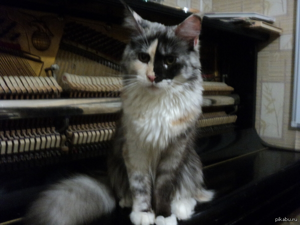    !     <a href="http://pikabu.ru/story/pikabu_zatsenite_2269236">http://pikabu.ru/story/_2269236</a>
