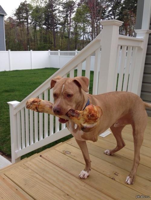 The dog received a huge bone for his birthday. - Dog, Bones, Nishtyaki, Presents