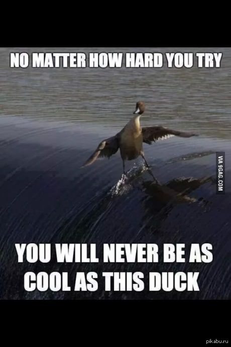 Как бы ты не старался, ты никогда не будешь так крут как эта утка!