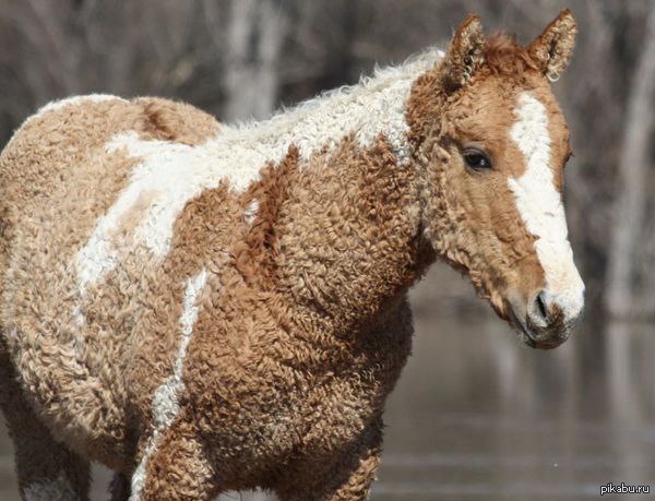 They just crossed a horse and a sheep. Scroll further... - NSFW, Horses, Sheeps, Bendera, Bandera