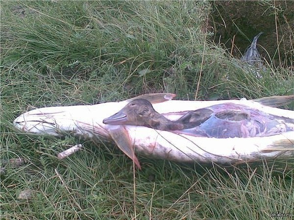 Надеюсь уточке удобно!