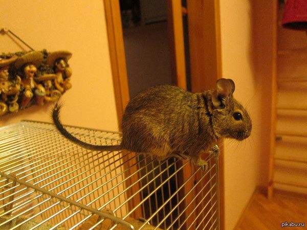 Чилийское чудо