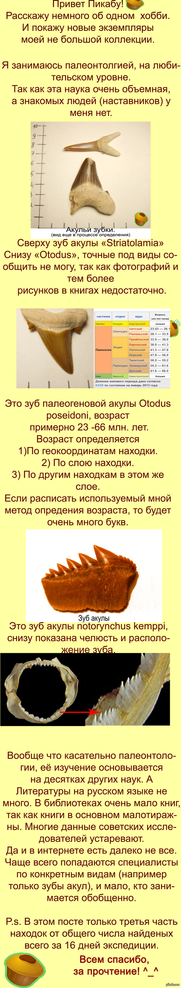 Акульи зубки. Палеонтология.