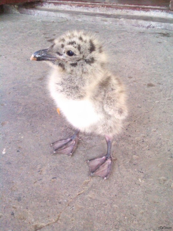 Народ, кто знает, что это за птица?