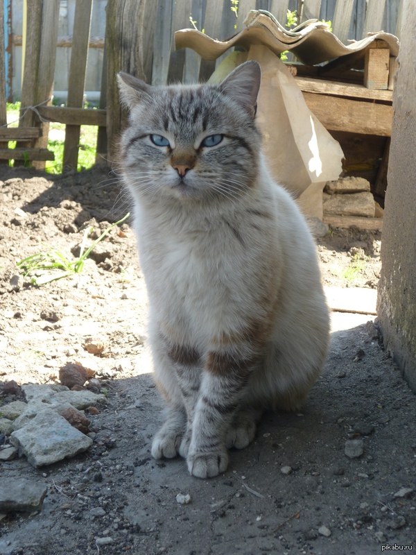 ������ ��������� �����