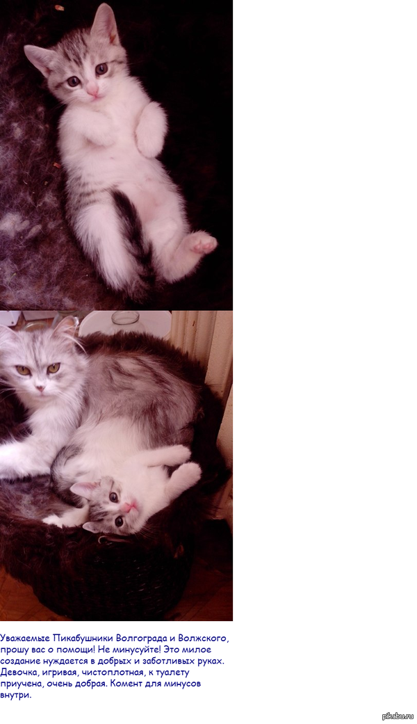 Котейка ищет заботливых хозяев!