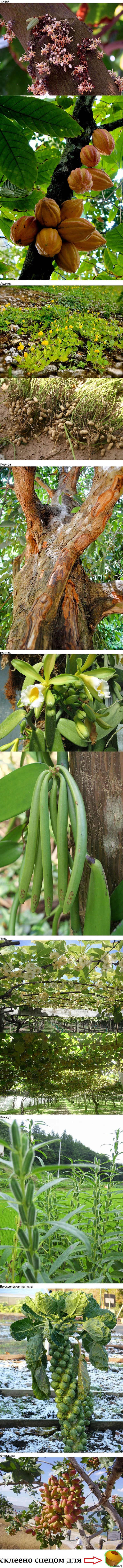 Как растут некоторые из популярных овощей, фруктов и специй.