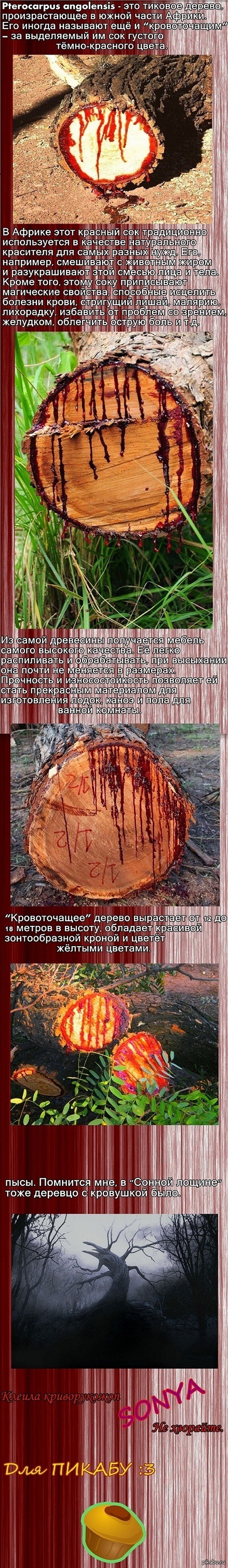 Кровоточащее дерево