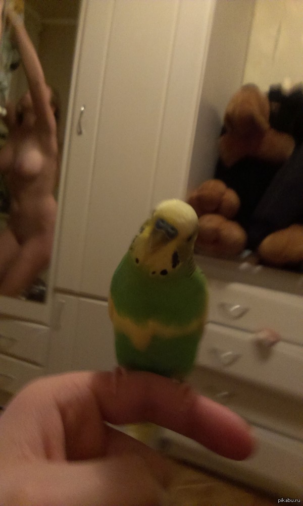 How do you like my bird? - NSFW, My, Animals, Beautiful girl, Flying pasta monster, Little Peter