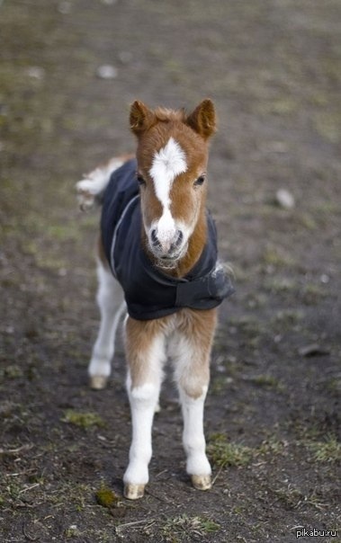 Просто маленькая коняшка вместо котиков)