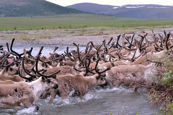 Моё видение союзников в играх!