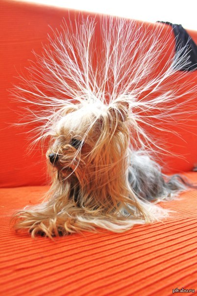 ��� ��������, ����� �����