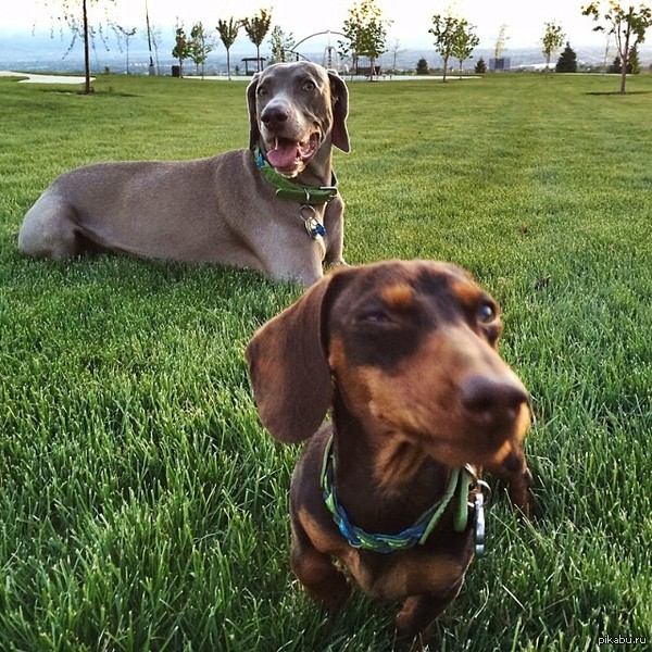 Еще одна собака подозревака))