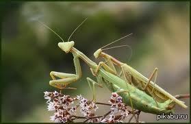 That very moment when you fuck a praying mantis - NSFW, My, Meeting, , 