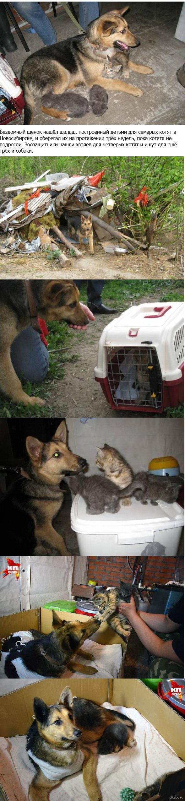Бездомная собака в Новосибирске нянчила семерых котят.