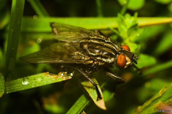 Сфоткал пучеглаза