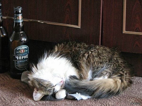 Пятничное настроение у котэ.